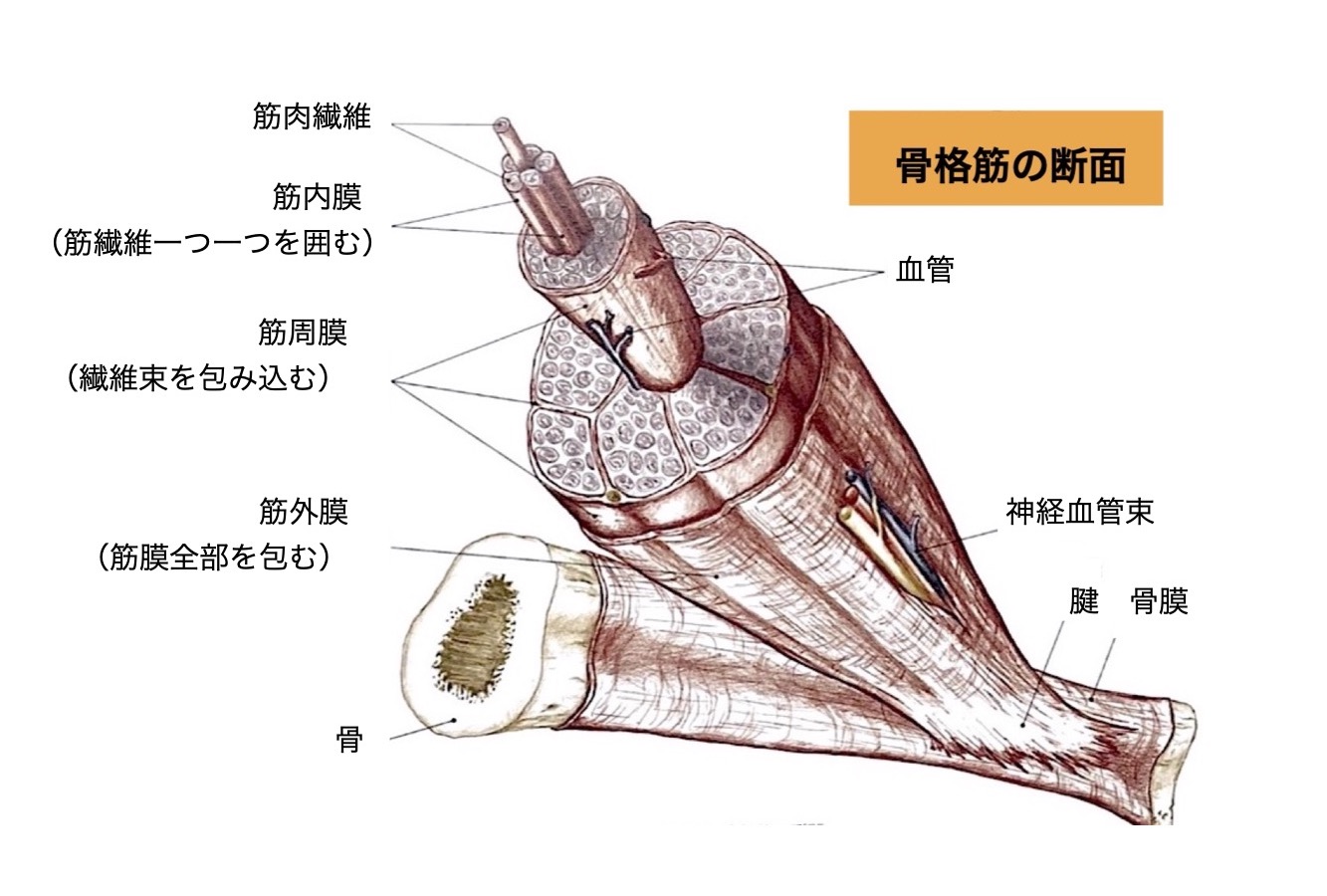 そもそも筋膜って何？⑤ ~筋膜の層 - ヨガチューナップ®ジャパン